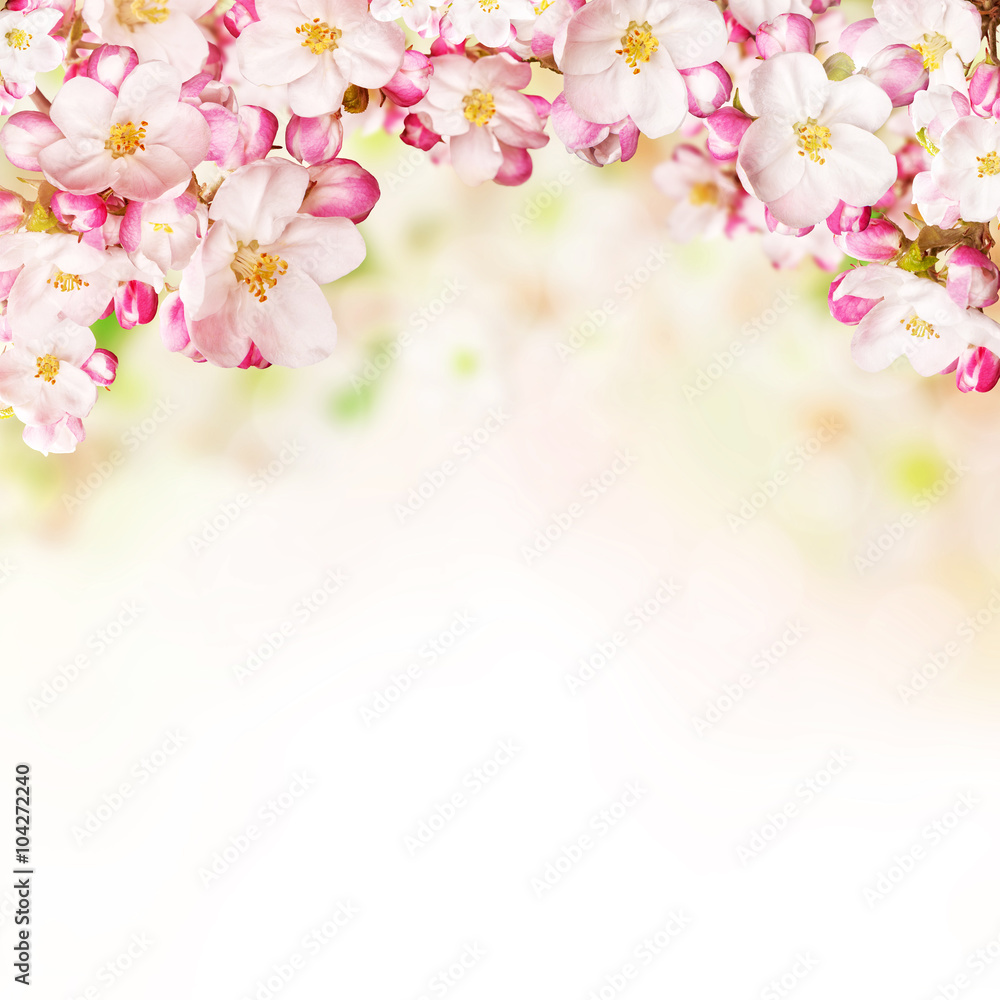 Cherry blossoms over blurred nature background