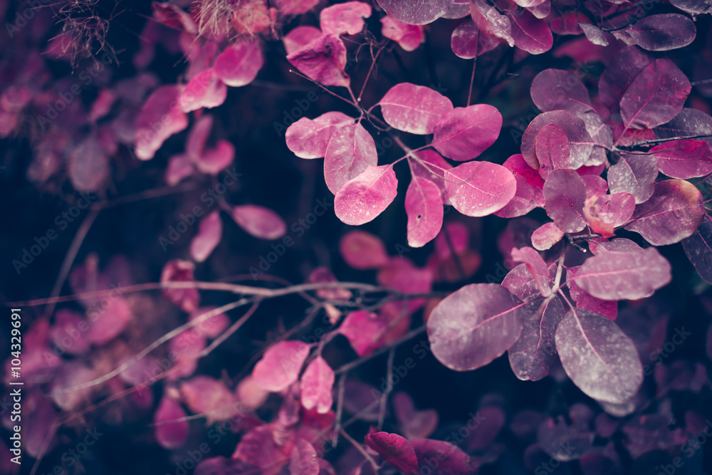 Beautiful autumn nature background with colorful leaves on branch in soft focus. Abstract. Vintage t