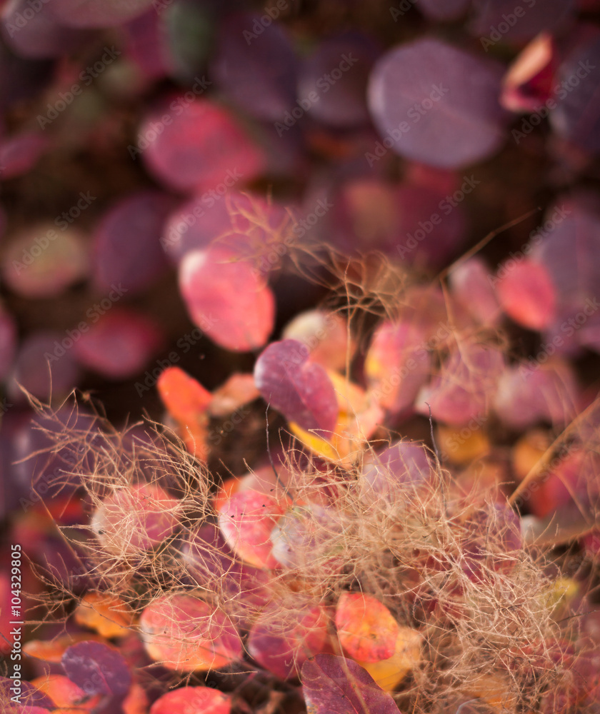 Autumn nature background with colorful leaves on branch. Soft fo