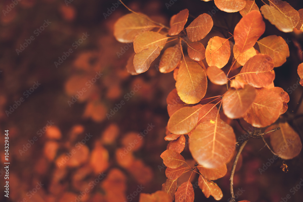 Autumn nature background with colorful leaves on branch. Soft fo