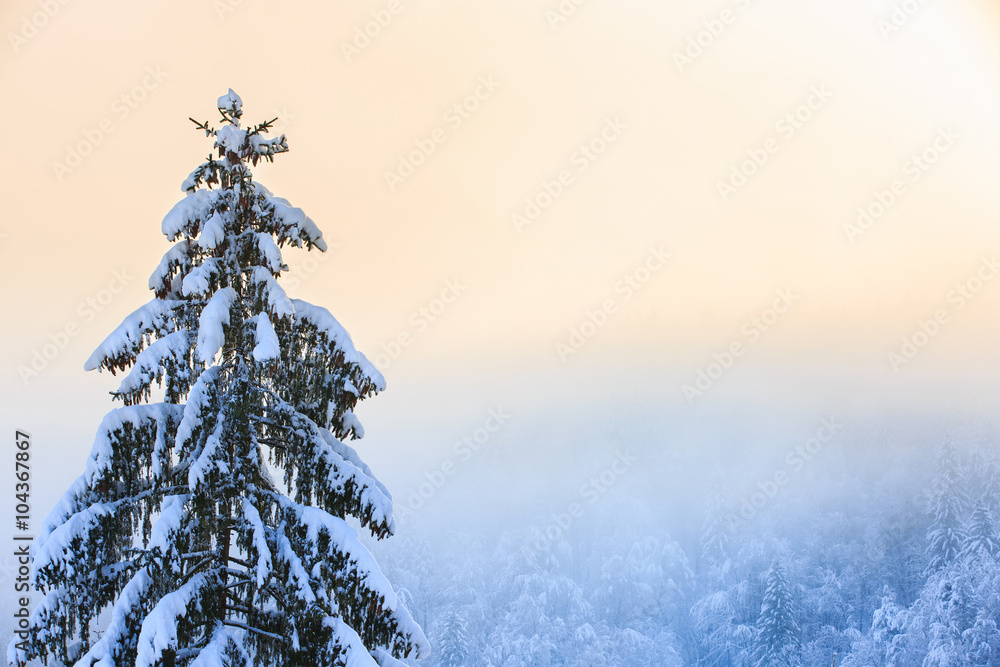 白雪覆盖的云杉树的冬季景色