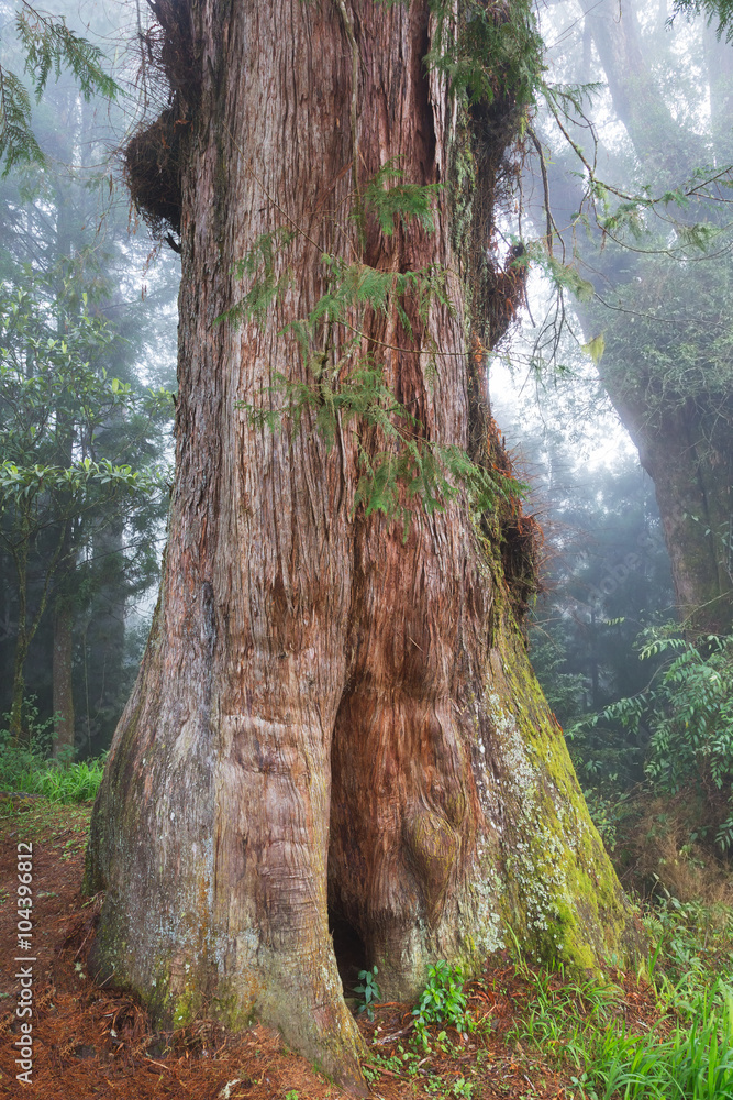 Red Cypress tree