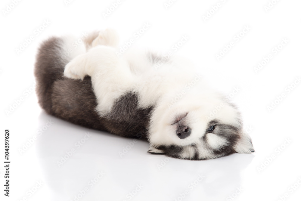 siberian husky puppy lying on white background isolated