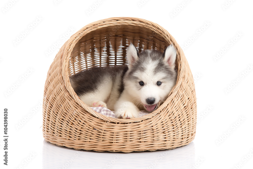 Cute siberian husky lying