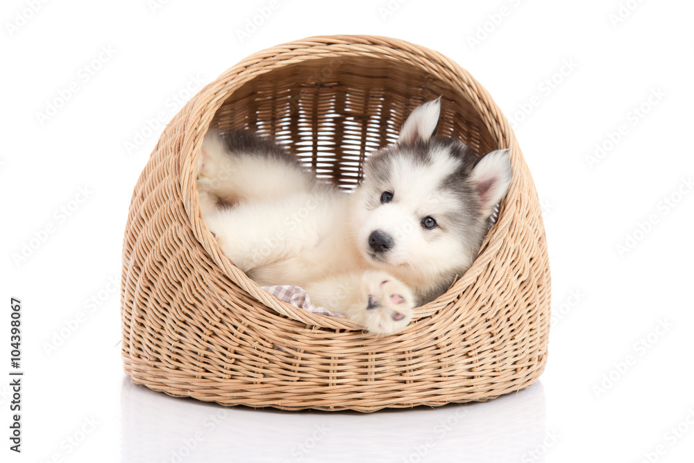 Cute siberian husky lying