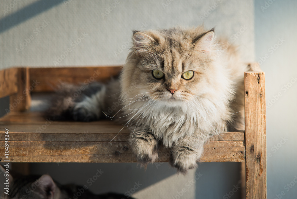 可爱的波斯猫躺着看着