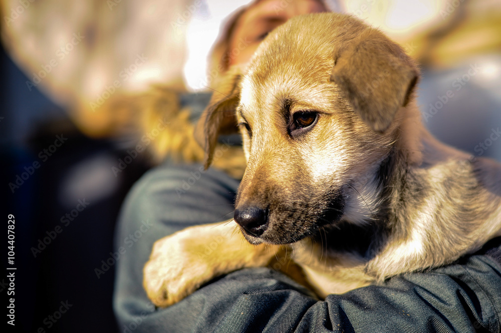 Man hands holding dog