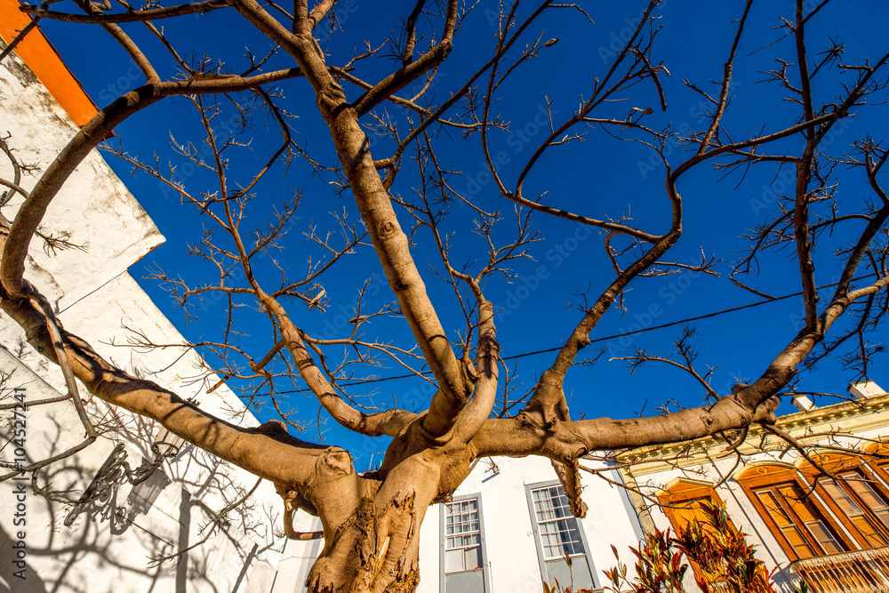 Old buildings and tree in Santa Cruz de La Palma town on La Palma island in Spain