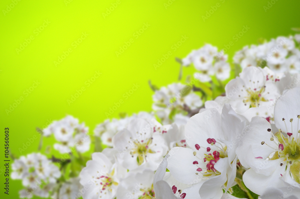 Spring blossom with soft blur background