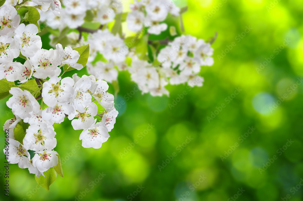 柔和模糊背景的春花