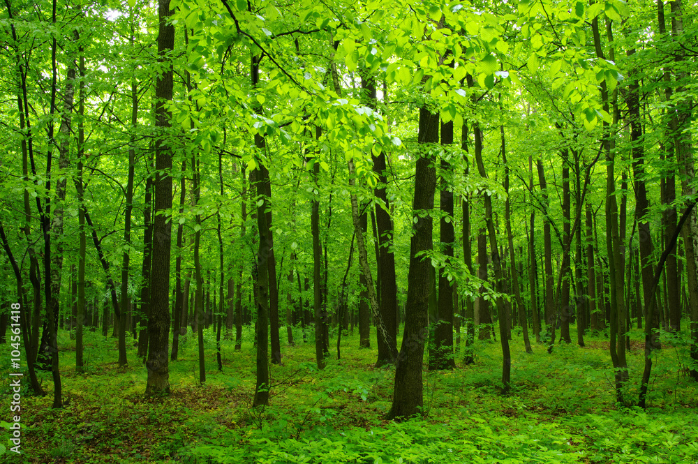 beautiful green forest