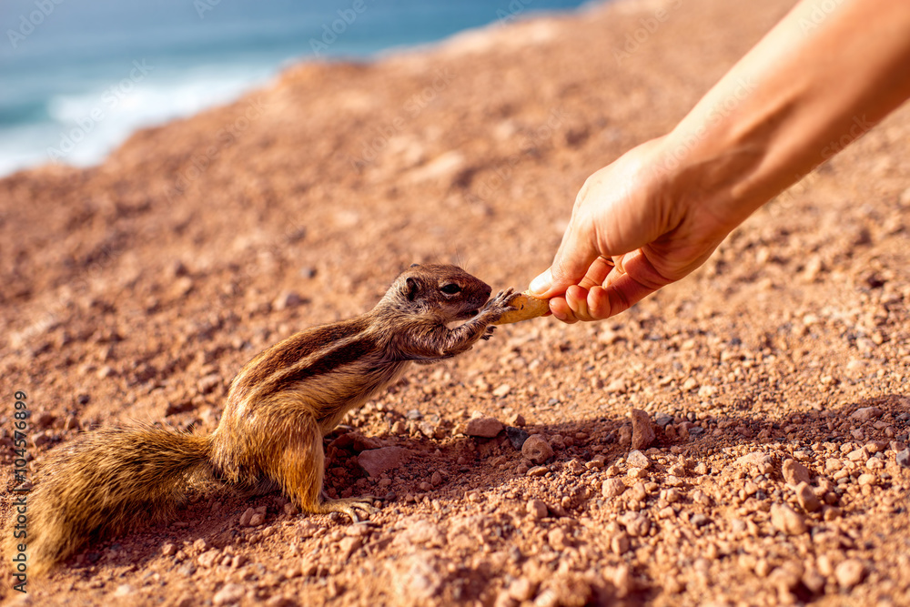 Human hand feeding moorish squirrel with nut on Fuerteventura island in Spain