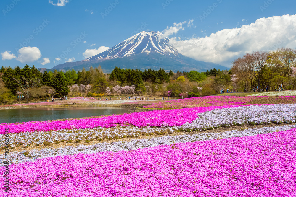 Mountain Fuji and pink moss field in spring season