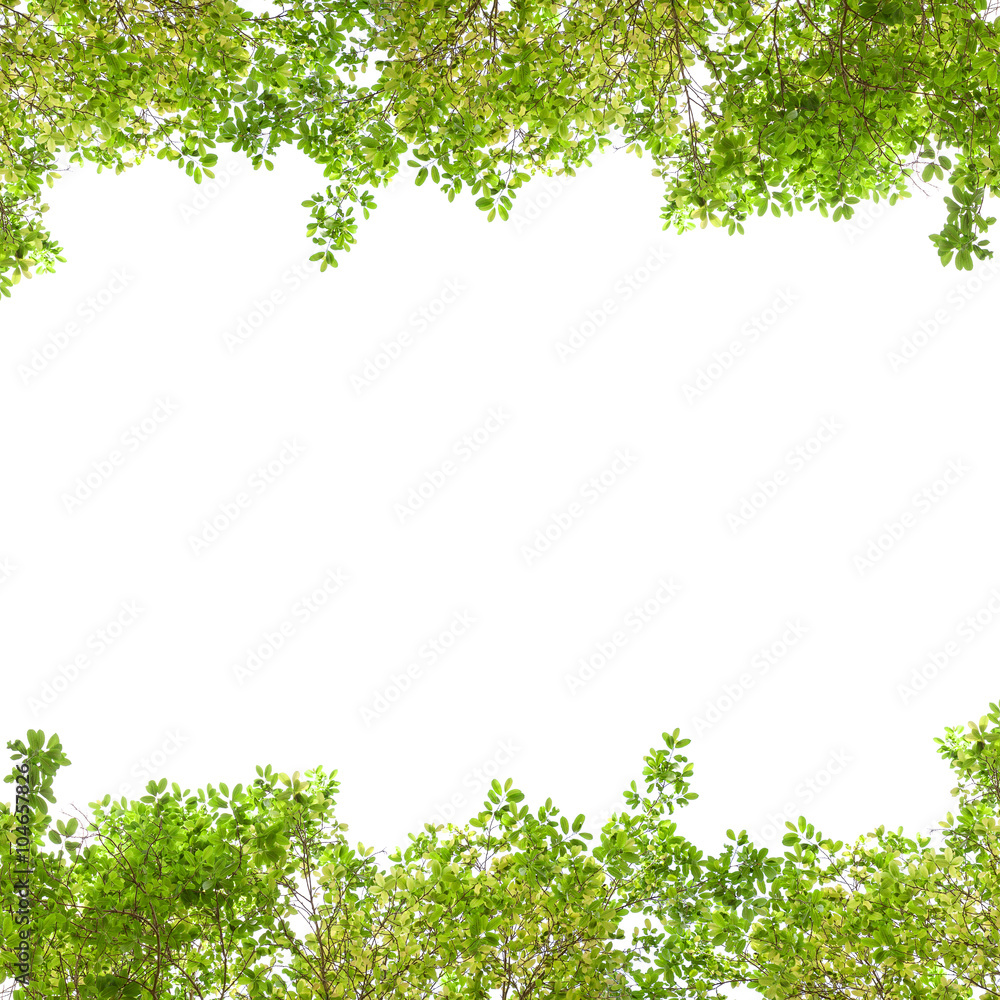 Fresh Green leaf frame isolated on white background.