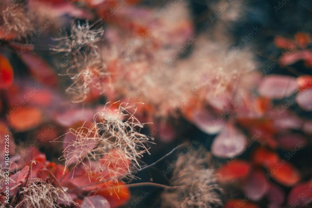 Beautiful autumn nature background with colorful leaves on branch in soft focus. Abstract. Vintage t