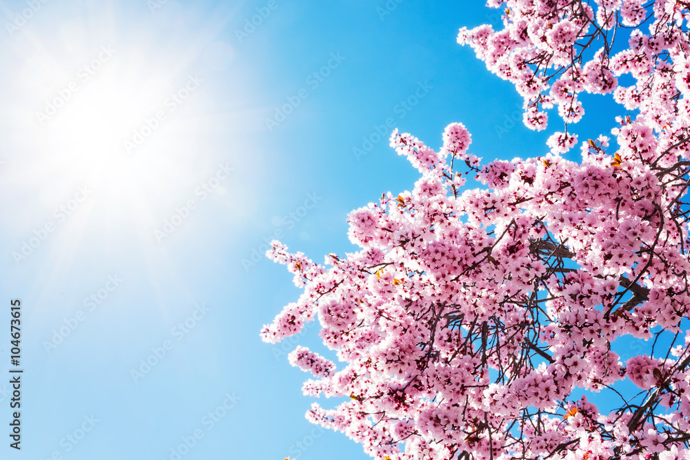 Spring tree with pink flowers