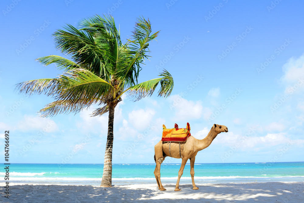 Camel on the beach