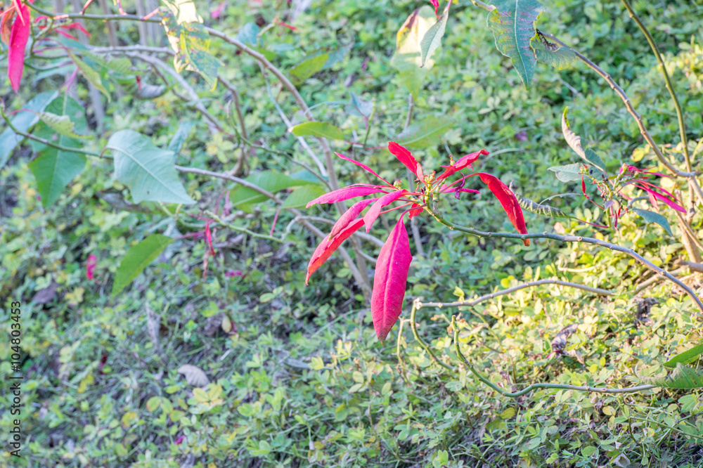 poinsettia