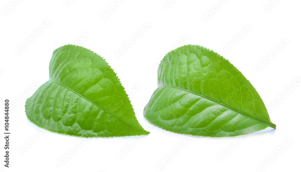 Green tea leaf isolated on white background