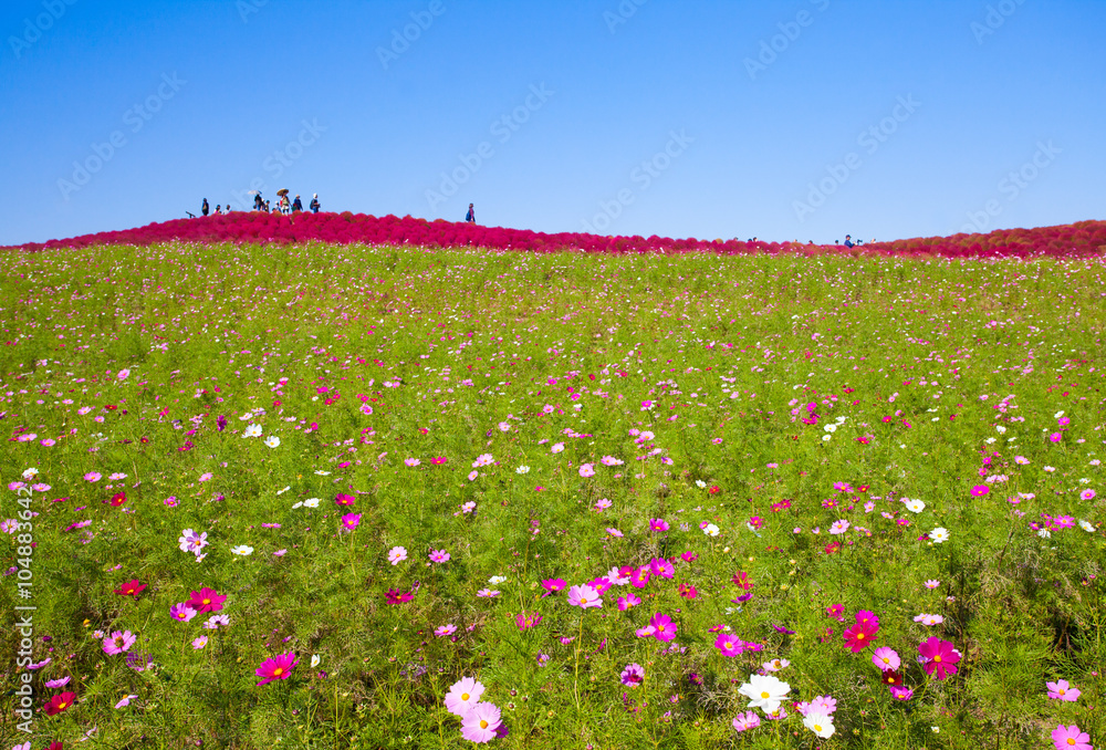 Beautiful Cosmoses field and kochias hill in autumn season at Hitachi seaside park , Ibaraki prefect