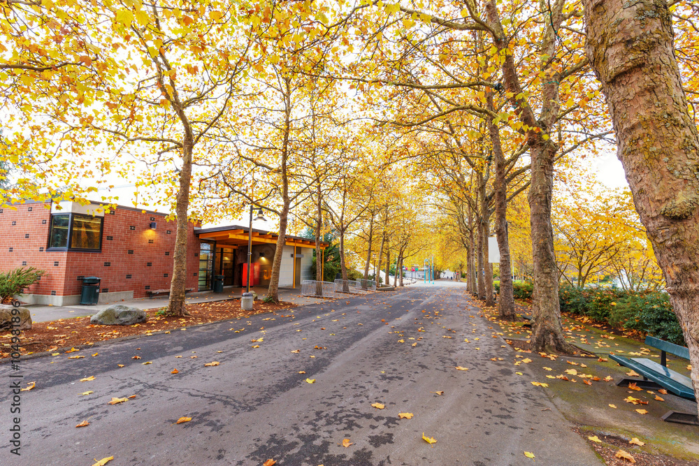 empty road through forest in autumn day