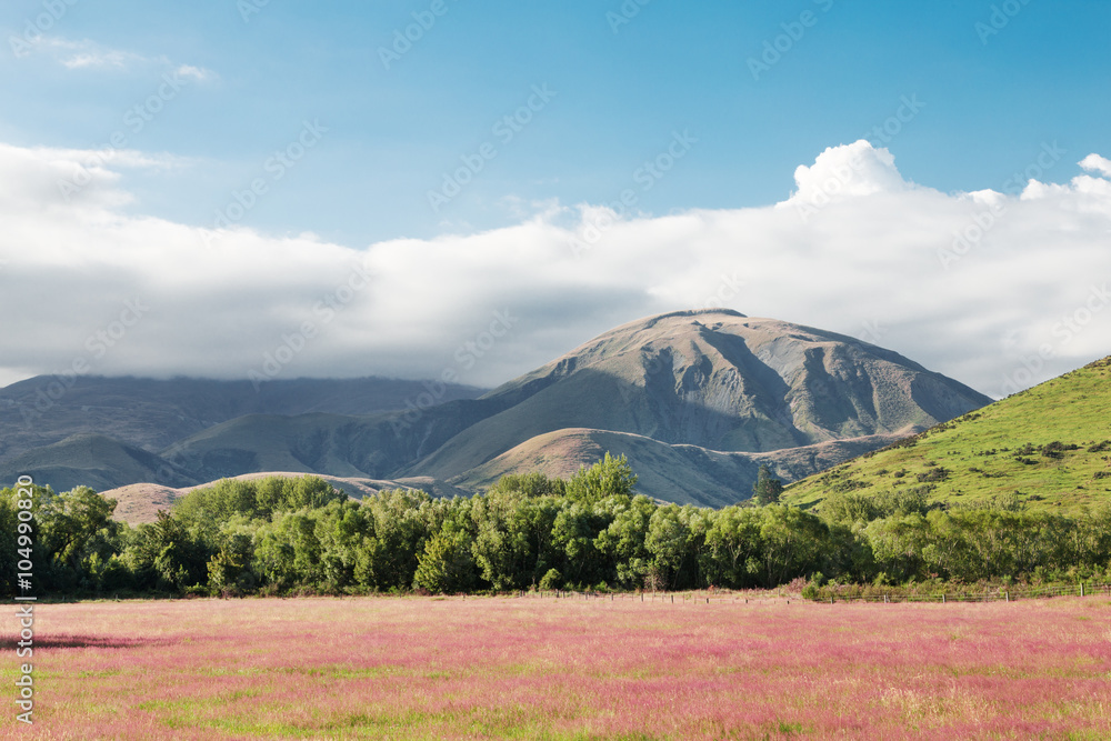 pasture in summer sunny day in New Zealand