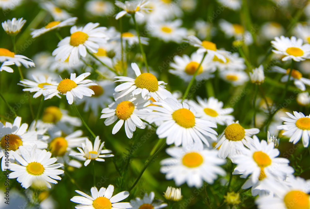 Field of daisies