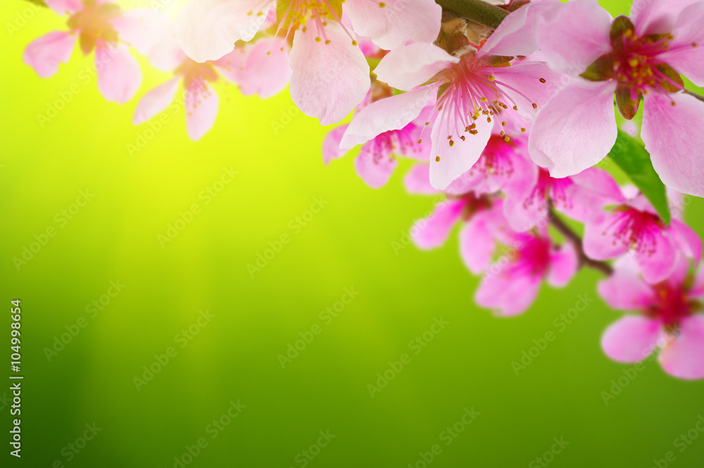 Spring blossom with soft blur background