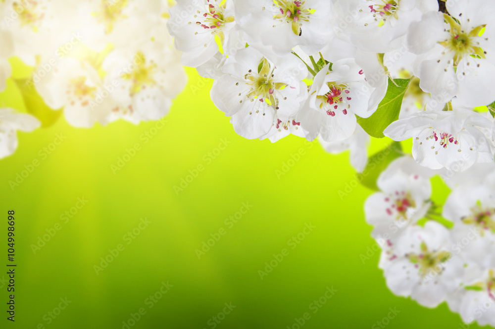 Spring blossom with soft blur background