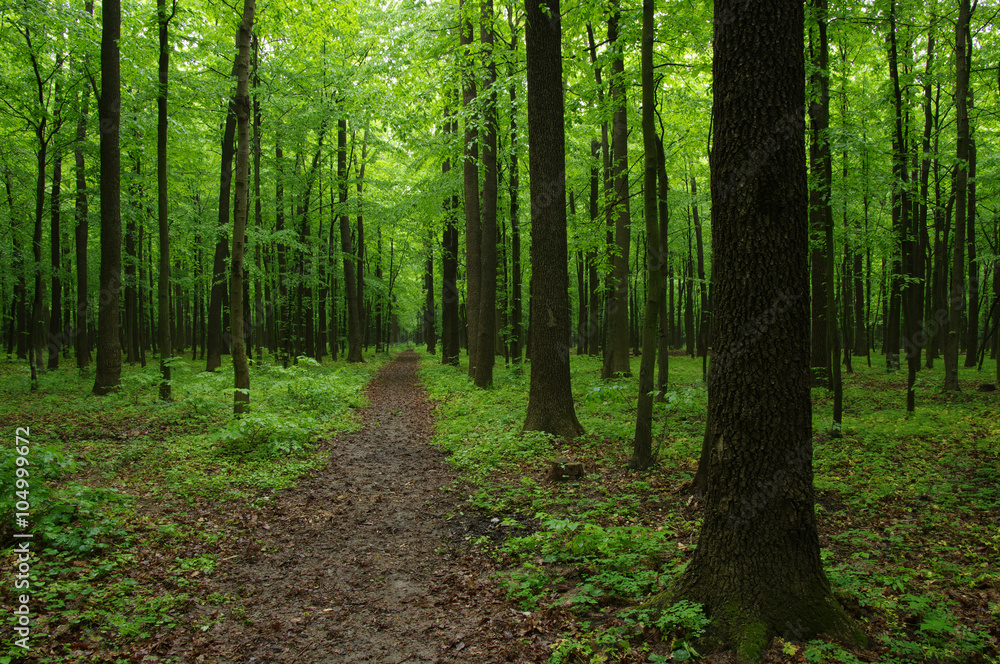 green forest