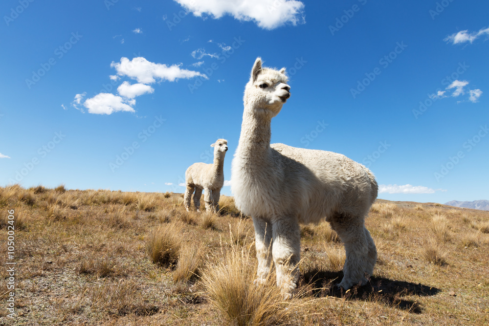 pasture with animals in summer sunny day in New Zealand