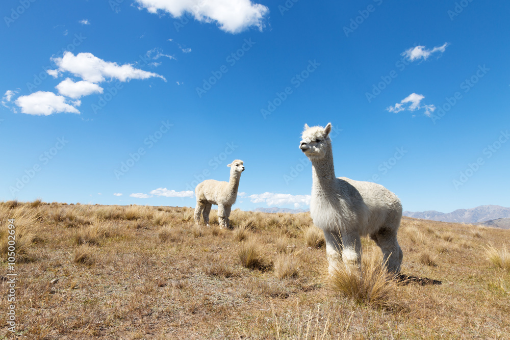 pasture with animals in summer sunny day in New Zealand