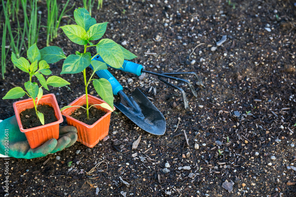 Planting vegetable in garden