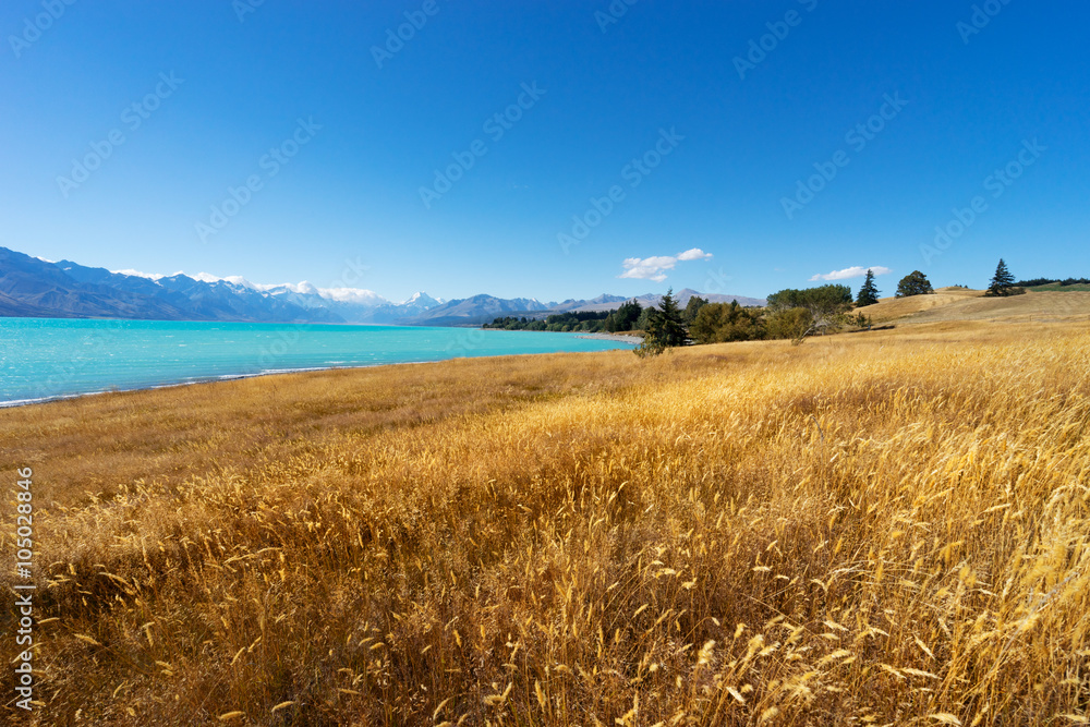 meadow near lake in summer sunny day in New Zealand