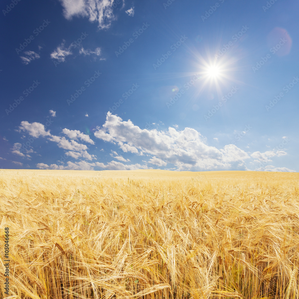 wheat field in summer day in new zealand