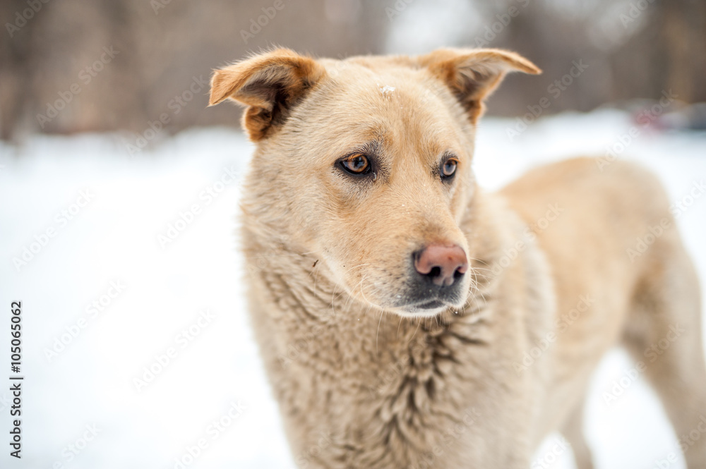 abandoned orange dog near the shalter