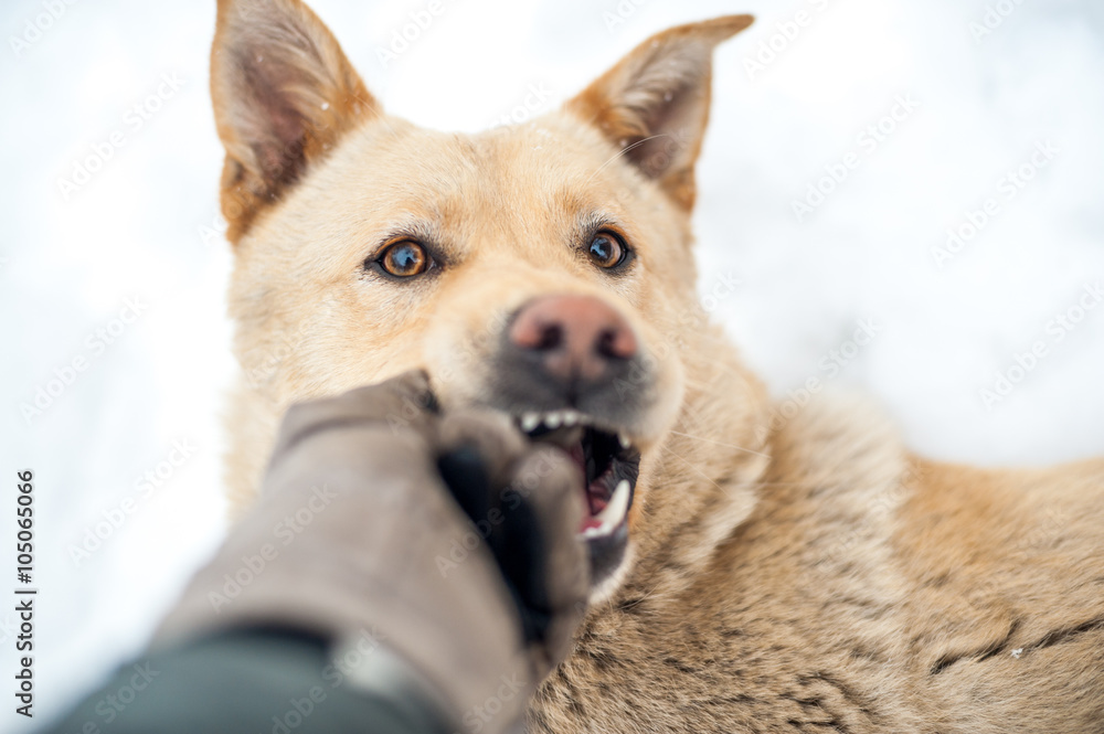 homeless dog playing with stick at winter