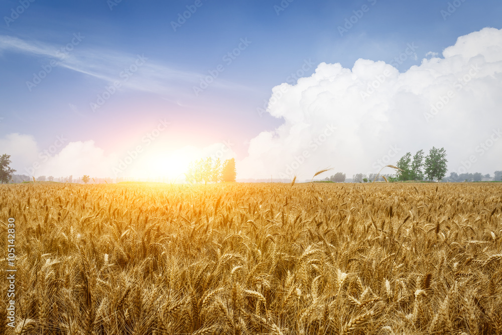 The mature wheat fields in the harvest season