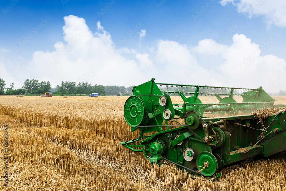 Combine harvester harvest ripe wheat on a farm