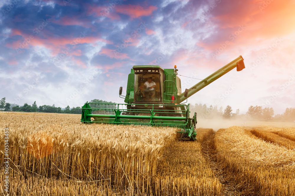 Combine harvester harvest ripe wheat on a farm