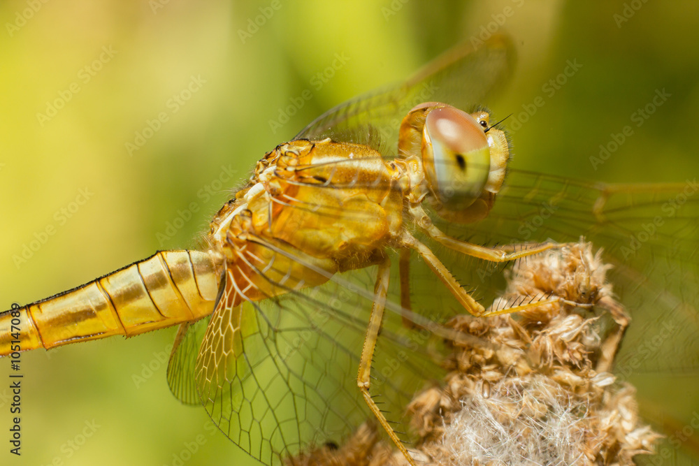 macro of yellow Dragonfly