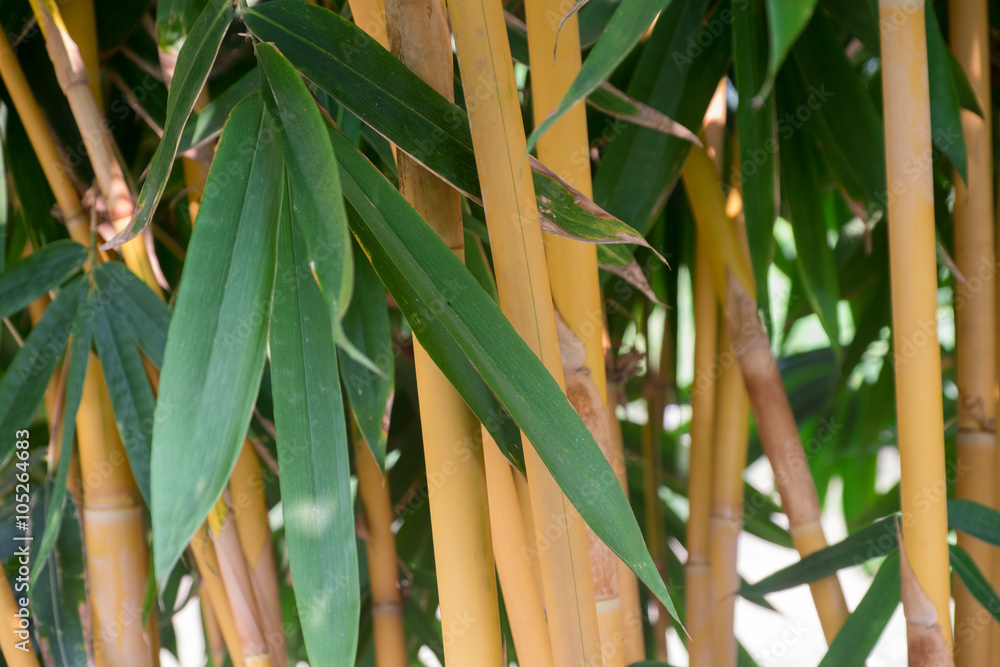 Bamboo Leave, Bamboo Tree, Bamboo Forest/ Yellow Bamboo Forest