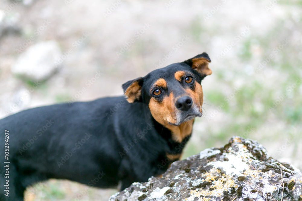 black-brown underbred  dog looking above