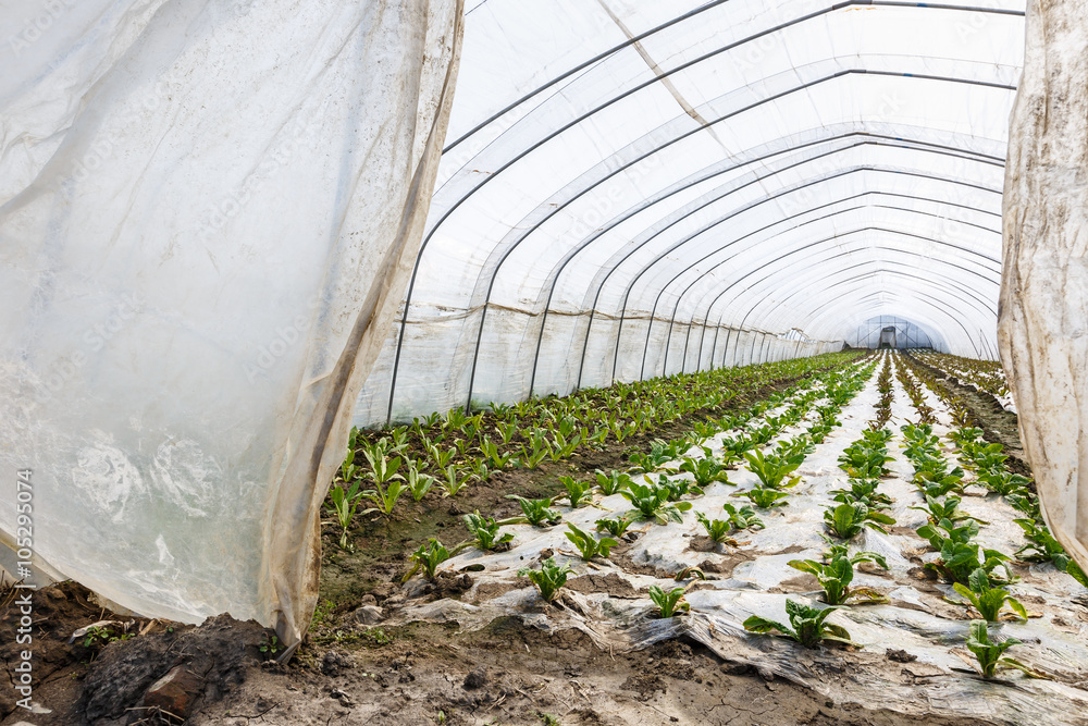 Lettuce vegetables grown in the greenhouse