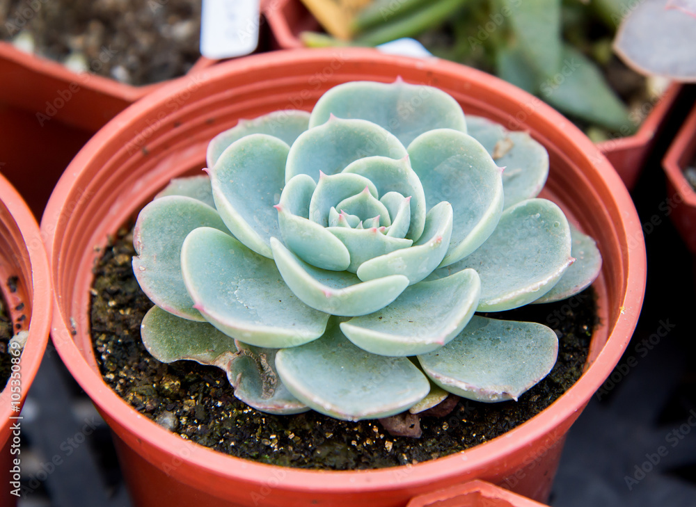 母鸡和小鸡（Echeveria secunda var）