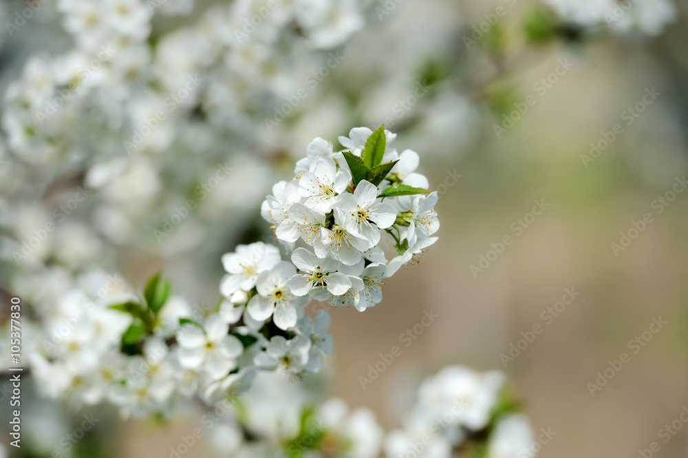 苹果在春天开花