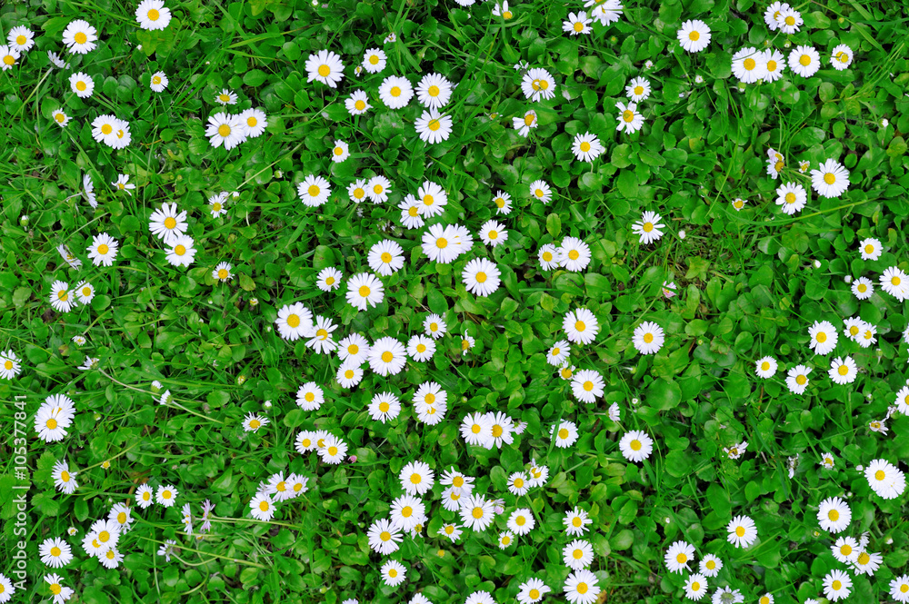 Spring green grass texture with flowers