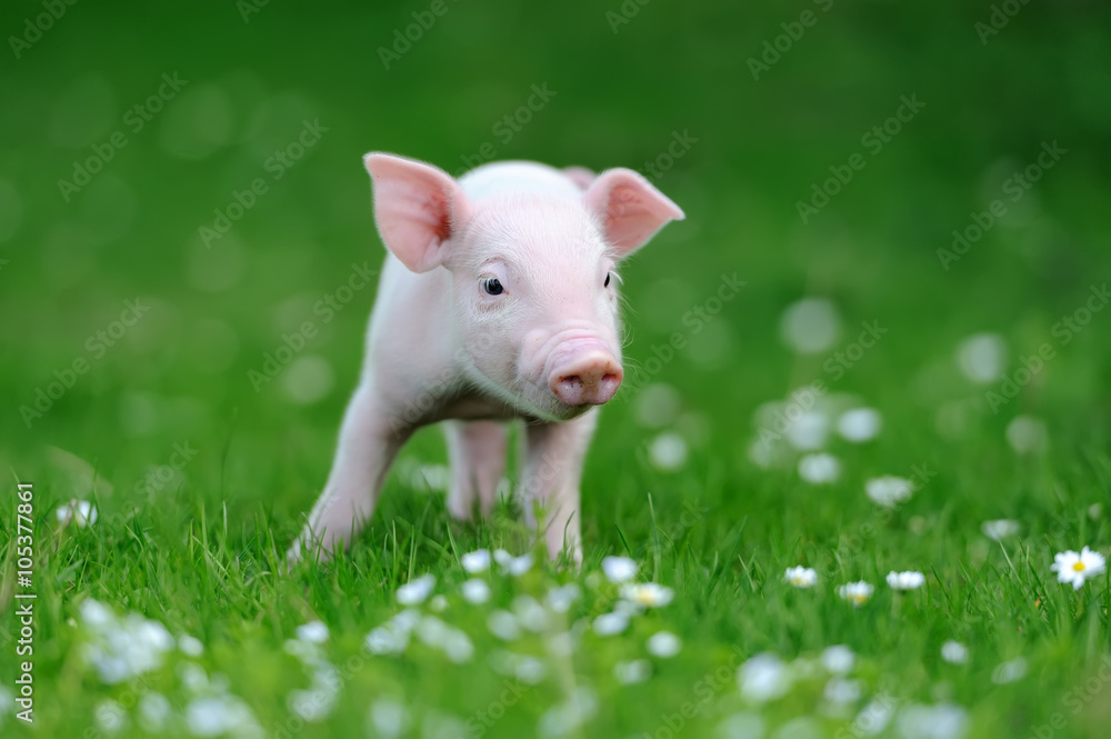 Young pig on grass