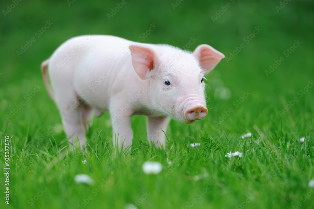 Young pig on grass