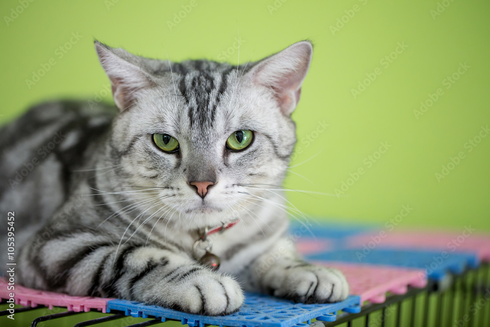 Close up of American shot hair cat